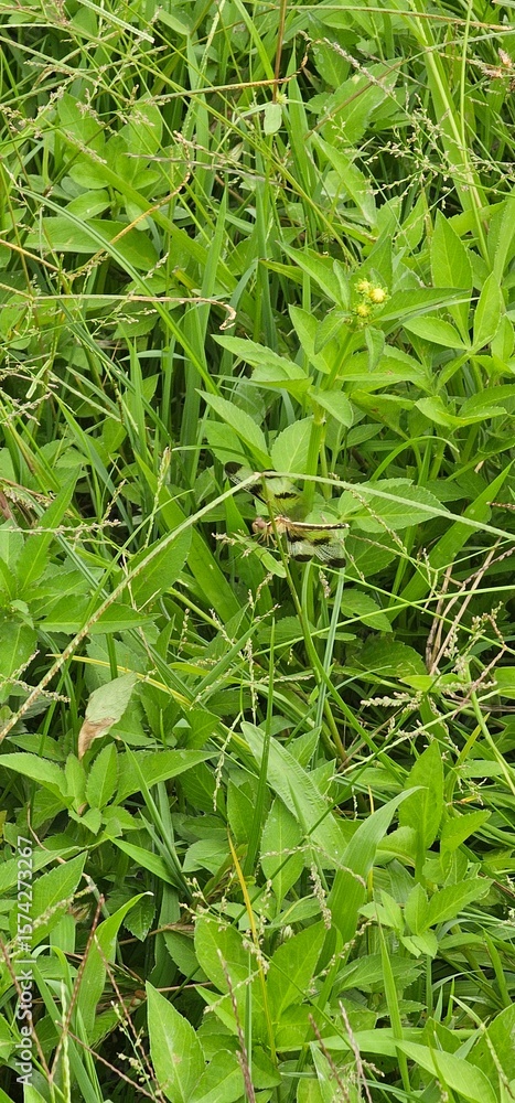 Obraz premium Dragonflies in the grass