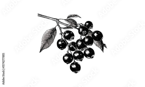 Jabuticaba fruit engraving, hand-drawn black berry sketch, vintage exotic print, botanical decor, old engraving style, trendy natural illustration, tropical fruit art, retro plant drawing
