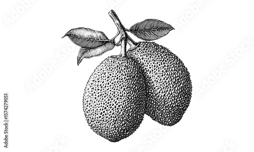 Hand-drawn jackfruit sketch, tropical large fruit vintage engraving, black old engraving style, trendy botanical illustration, exotic fruit art print, rustic nature decor, vintage style,
