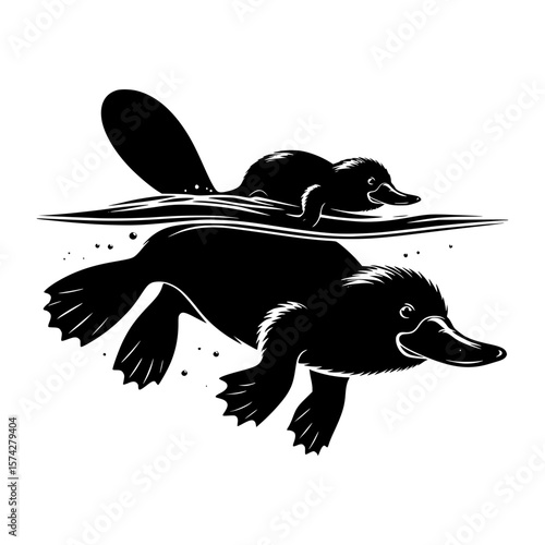 Two black platypuses swimming together underwater and on the surface