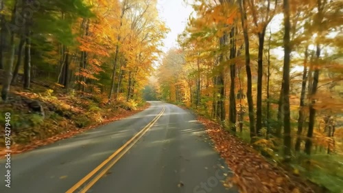 Autumn Drive Through Golden Forest Road Trip.