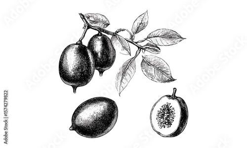 Фотография Traditional Asian jujube fruit sketch, vintage engraving, black ink illustration