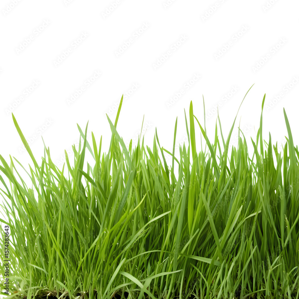 Vibrant Green Grass Blades Against White isolated on transparent baackground Vibrant Green Grass Blades Against White isolated on transparent baackground