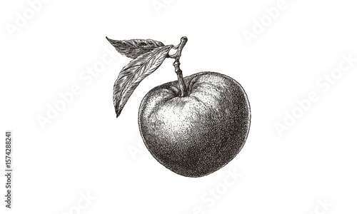 Hand-drawn nectarine illustration, antique fruit engraving, vintage black sketch, retro kitchen wall art, trendy stone fruit print, rustic fruit decor, botanical art poster
