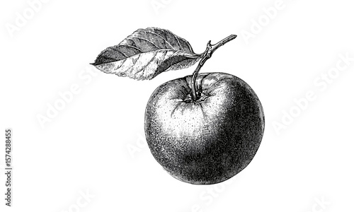 Nectarine antique sketch, vintage stone fruit art, black ink engraving, hand-drawn fruit decor, rustic retro kitchen print, trendy botanical wall art, detailed fruit illustration