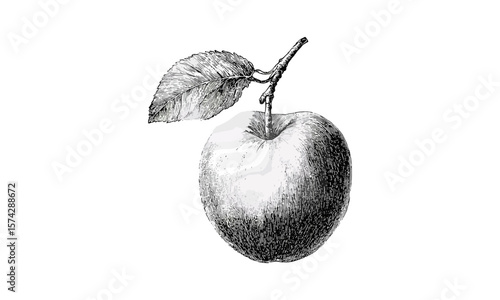 Old style nectarine sketch, vintage stone fruit print, hand-drawn fruit artwork, retro kitchen decor, antique engraving style, trendy fruity wall art, rustic botanical illustration