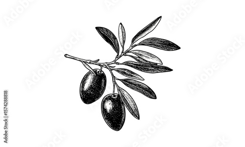Vintage olive fruit engraving, retro botanical ink drawing, Mediterranean decor art, hand-drawn black sketch, old illustration style, antique food print, rustic kitchen wall art