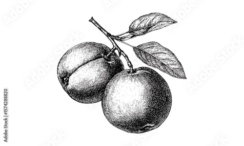 Vintage nectarine fruit engraving, trendy fruity art, antique ink print, retro kitchen decor, detailed hand-drawn stone fruit, old black sketch, rustic wall art, botanical illustration