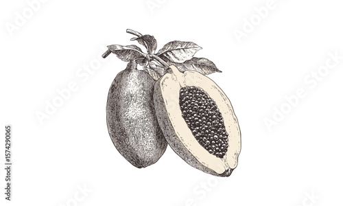 Retro botanical papaya illustration, engraved tropical fruit sketch, hand-drawn healthy food decor, vintage fruit art, exotic organic fruit print, antique kitchen artwork