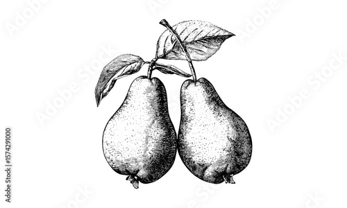 Vintage pear fruit engraving, retro botanical style, black ink print, antique wall decor, healthy snack sketch, natural fruit illustration, hand-drawn, old engraving style, rustic art