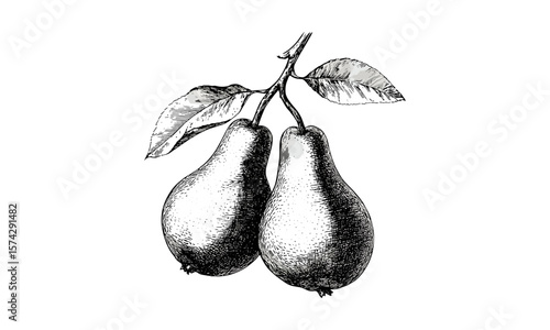 Hand-drawn pear fruit engraving, vintage black ink print, retro botanical illustration, antique style, healthy snack sketch, natural fruit art, old engraving design, rustic home decor