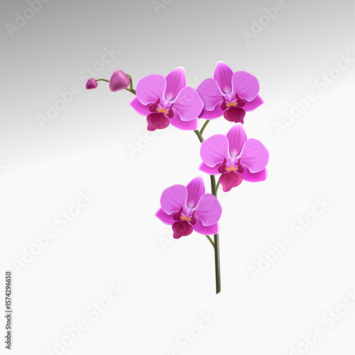 pink orchid isolated on white background