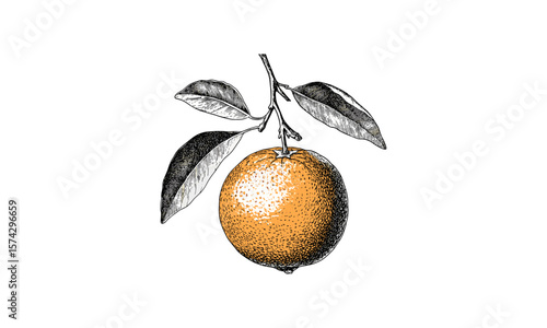 Vintage orange engraving, citrus fruit print, retro hand-drawn sketch, old engraving style, trendy vintage decor, black sketch illustration, classic fruit drawing, rustic style