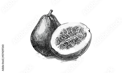 Vintage tropical abiu fruit engraving, antique botanical sketch, retro style hand-drawn illustration, black ink natural history art, classic fruit decor, old engraving style, exotic plant drawing
