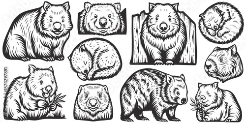 Vintage style vector set featuring various wombat poses, highlighting their unique charm and character through detailed engravings, perfect for classic wildlife designs