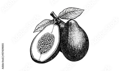 Abiu fruit vintage engraving, tropical botanical sketch, hand-drawn ink illustration, retro food art, antique plant drawing, black and white vintage decor, natural history sketch, exotic fruit art