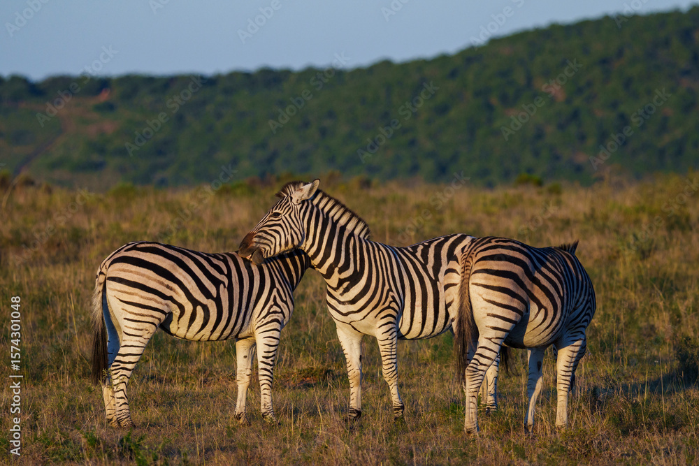 Obraz premium Plains zebra (Equus quagga) in the veld near Gqeberha, Eastern Cape, South Africa. Known for distinctive black-and-white stripes, they thrive in grasslands and savannahs across southern Africa.