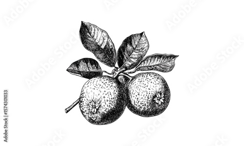 Hand-drawn Bael fruit in vintage style, botanical black ink sketch, traditional exotic fruit illustration, tropical plant decor, antique food artwork, engraved herbal fruit
