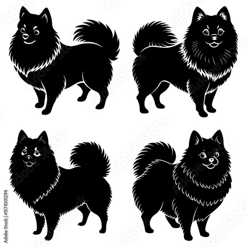Four black spitz dogs in various poses standing with fluffy tails and thick fur coats isolated