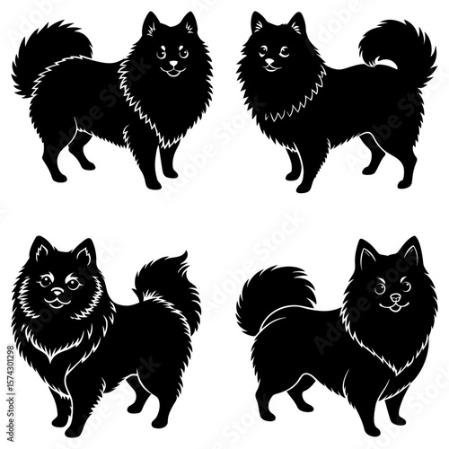 Four black spitz dogs in various poses with fluffy tails and collars on a white isolated background
