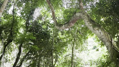 the lush trees of the jungle