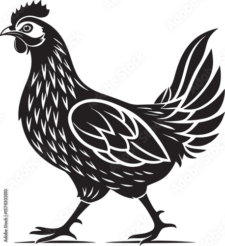 Black chicken walking with detailed feathers fowl poultry
