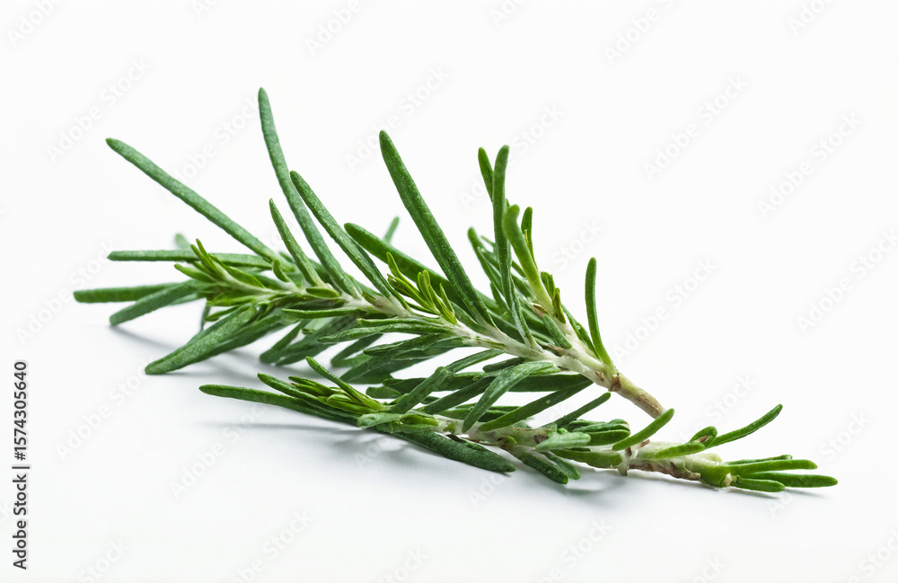 Fototapeta premium A Close-Up of a Fresh Rosemary Sprig on Isolated White Background