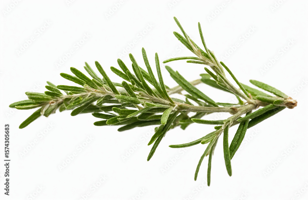 Fototapeta premium A Sprig of Fresh Green Rosemary Lies Against on Isolated White Background