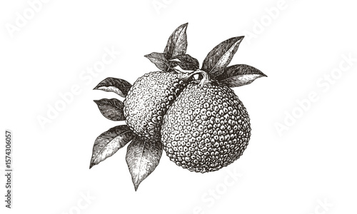 Tropical breadfruit engraving, retro botanical sketch, vintage fruit art, trendy decor, old black ink illustration, antique food print, hand-drawn exotic fruit design,