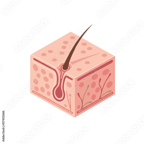 llustration of skin structure with hair follicle and sebaceous gland Flat vector image on transparent background