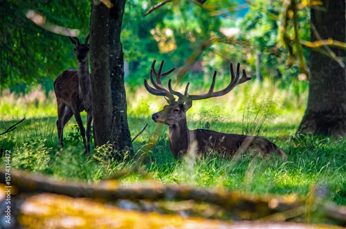Ein Hirsch liegt im Gras im Naturschutzgebiet in Ingolstadt