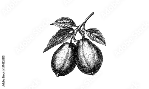 Retro pawpaw fruit illustration, vintage botanical sketch, black ink engraving, old floral drawing, healthy food artwork, classic garden decor, traditional fruit art print
