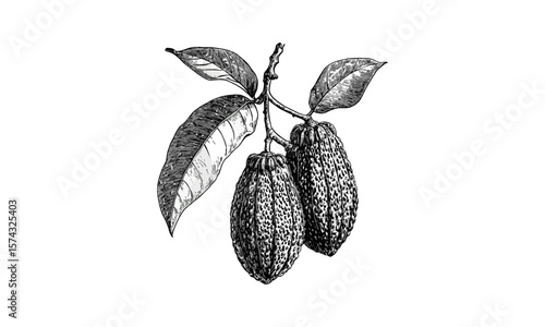 Retro mamoncillo fruit engraving, tropical botanical sketch, vintage ink illustration, black and white drawing, old style engraving, trendy kitchen art, exotic tropical fruit design