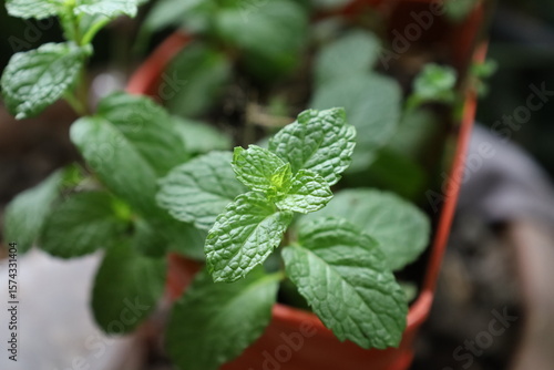 Freshly potted mint, a vibrant herb plant with aromatic leaves, perfect for food or herbal remedies, isolated on white