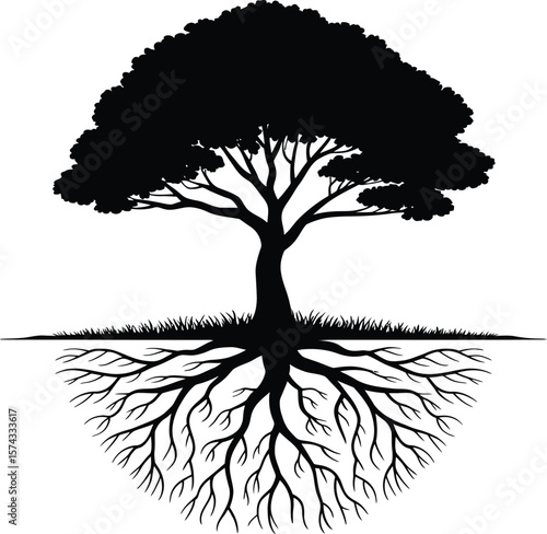 Silhouette of a mature tree with extensive root system