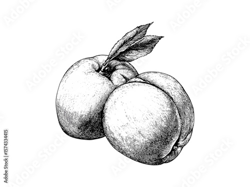Old-style apricot engraving, vintage fruit drawing, hand-drawn stone fruit sketch, botanical food print, trendy rustic decor, antique food illustration, etching fruit print,
