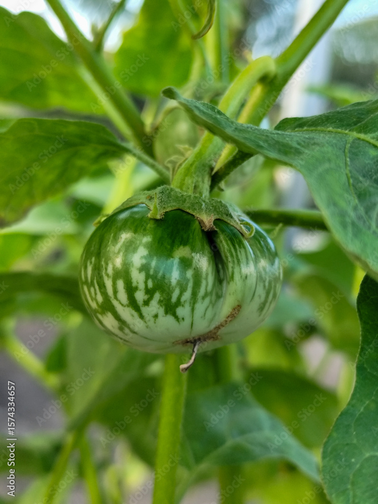 Round green eggplant fruit with white stripes that grows on the tree, usually used for fresh vegetables or can be eaten raw, is in the garden in the afternoon. Round green eggplant fruit with white stripes that grows on the tree, usually used for fresh vegetables or can be eaten raw, is in the garden in the afternoon.