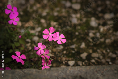 pink flowers in the garden
