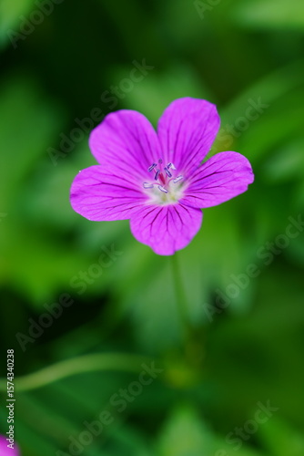 small purple flower close-up on green grass background
