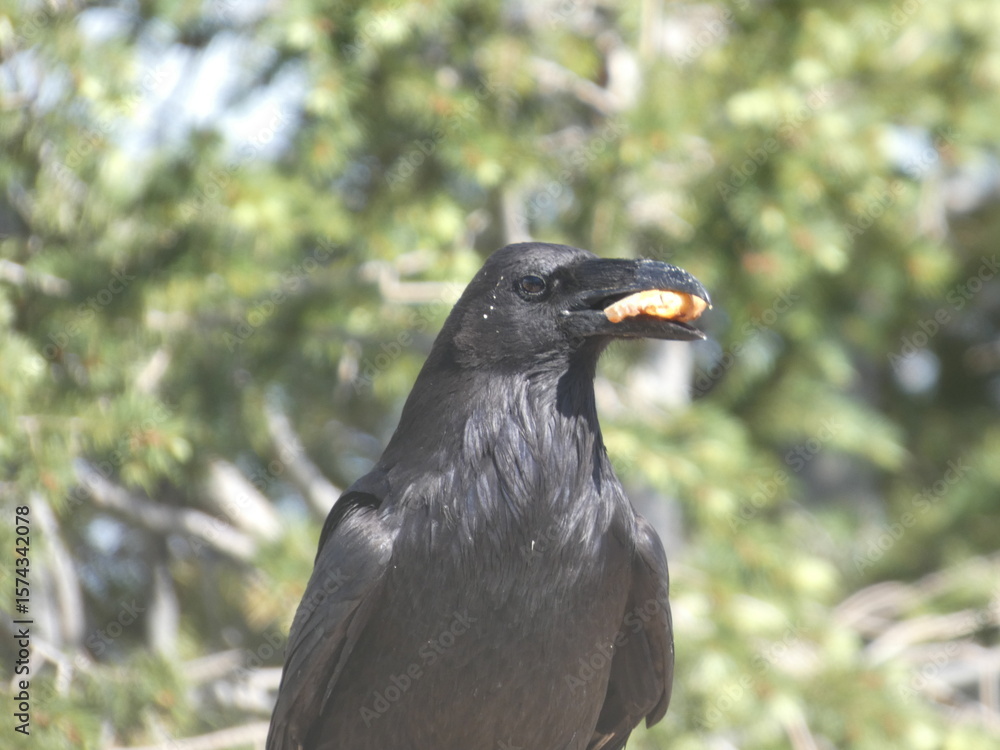 Fototapeta premium Bird holding food