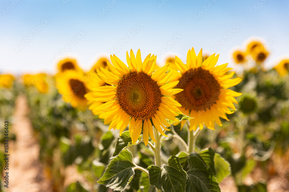 Deux fleurs de tournesol en gros plan dans un champ de tournesol ensoleillé avec un ciel bleu en arrière-plan, dans le sud de la France Deux fleurs de tournesol en gros plan dans un champ de tournesol ensoleillé avec un ciel bleu en arrière-plan, dans le sud de la France