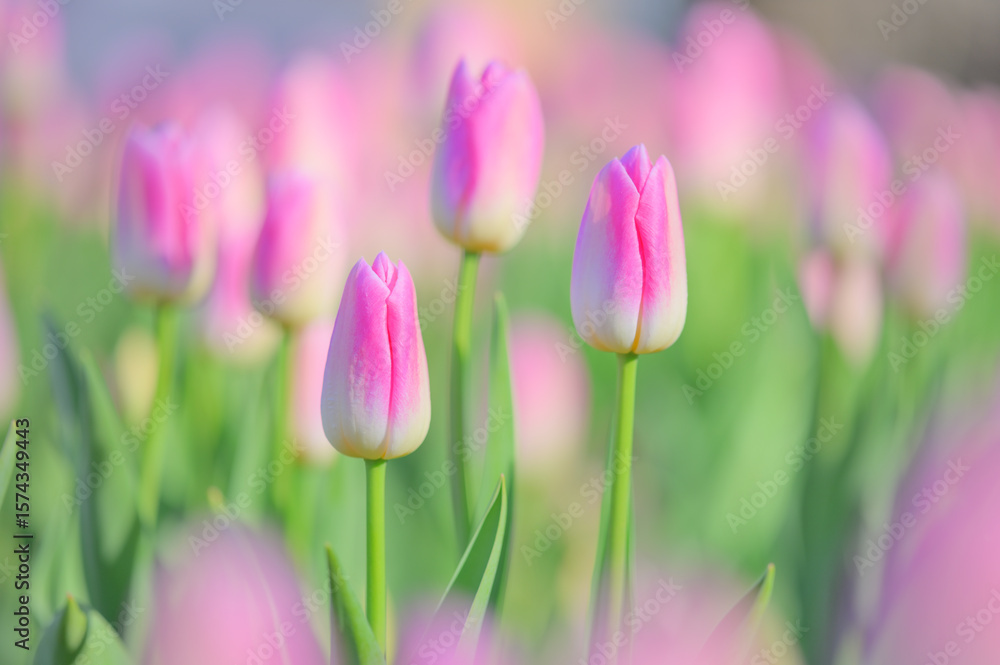 Naklejka premium やさしい光に包まれたチューリップの花たち