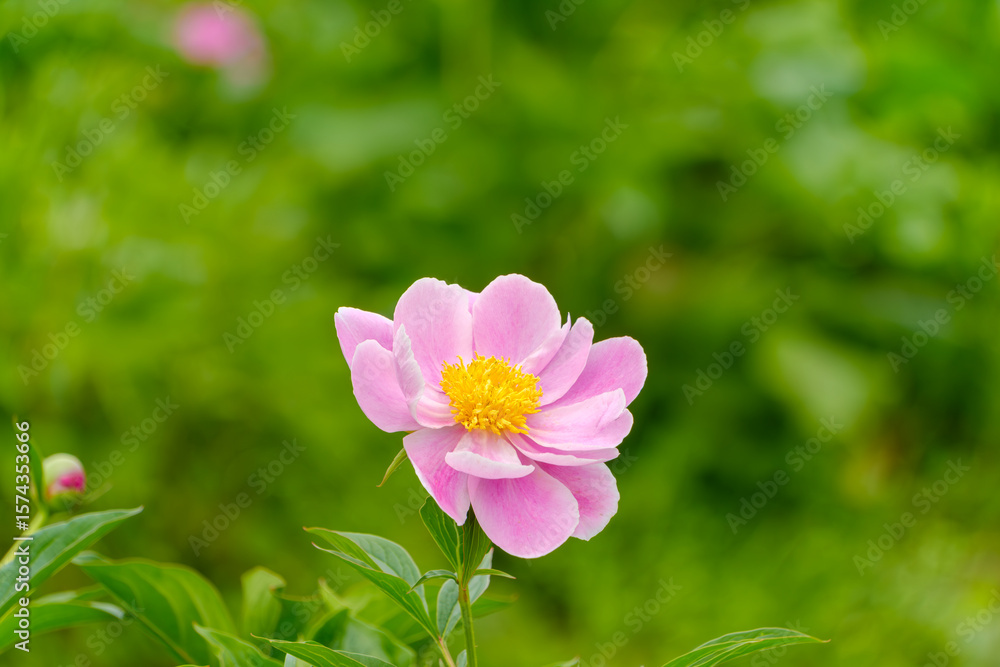 Fototapeta premium 緑の背景に映えるピンクの芍薬の花