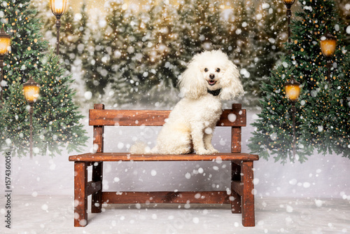 White Poodle Sitting on Bench in Snowy Forest Scene