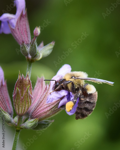 Bumble Bee on a Flower
