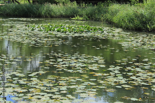 Beautiful yellow lilies on the surface of a pond. Russia.