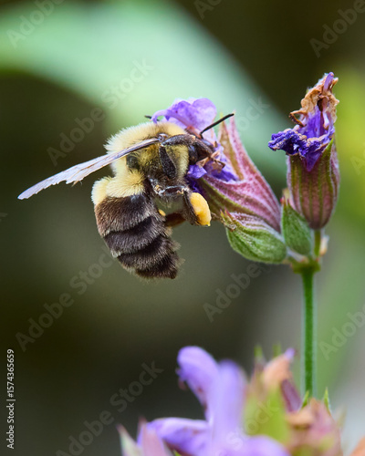 Bumble Bee on a Flower
