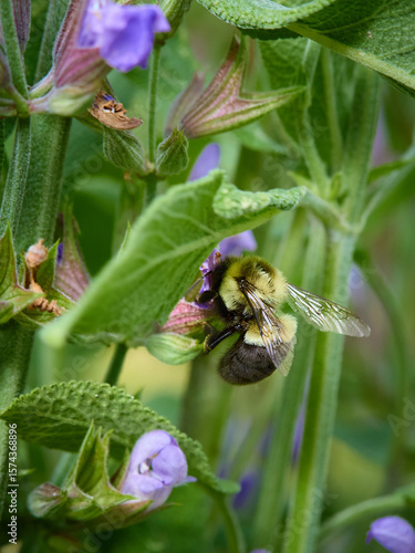 Bumble Bee on a Flower
