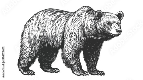 Vintage Woodcut Engraving Style Bear Illustration in Black