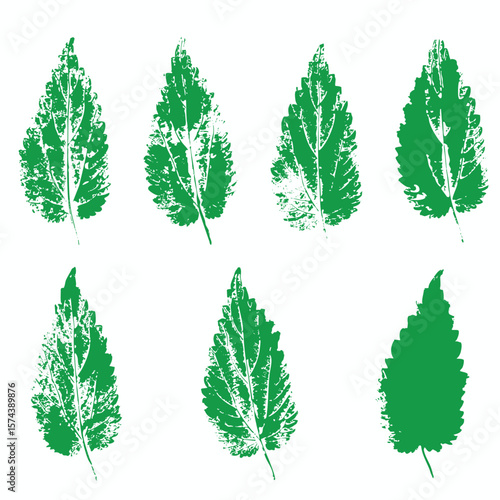 Natural urtica leaves imprint, grunge style, vector, isolated, decorative elements for design	